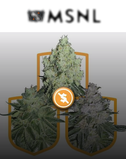 MSNLSEEDS.COM